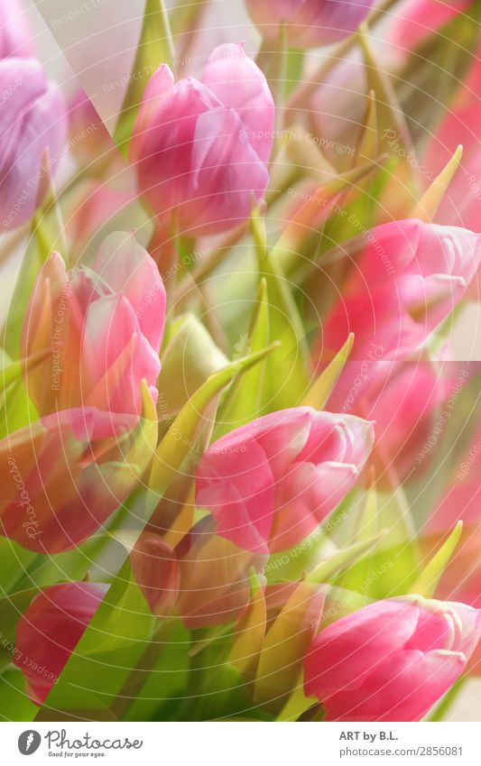 Spring is approaching Nature Plant Flower Tulip Emotions Life Surprise Expectation Joie de vivre (Vitality) Colour photo Exterior shot Interior shot Detail