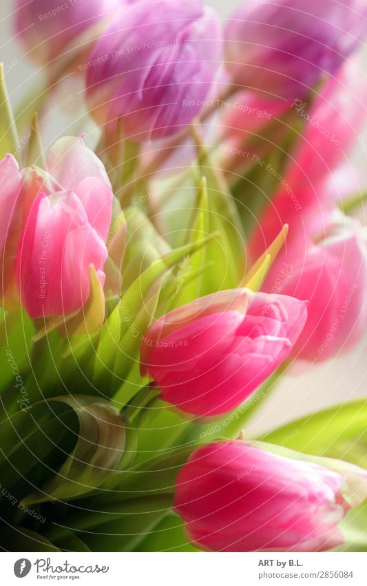 Blurred Nature Plant Flower Tulip Touch Dream Green Violet Pink Together Colour photo Multicoloured Exterior shot Close-up Motion blur Shallow depth of field