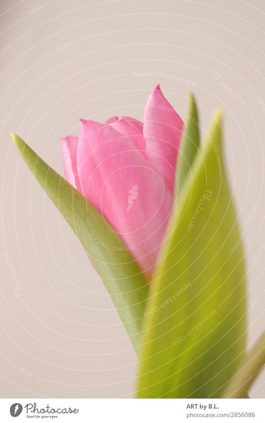 somewhat shy Nature Plant Spring Flower Tulip Fresh Beautiful Green Pink Colour photo Subdued colour Copy Space left Copy Space top Morning Day