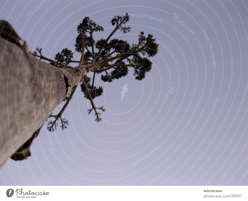 agave Worm's-eye view Agave Spain Dried Dusk Tree trunk Blue