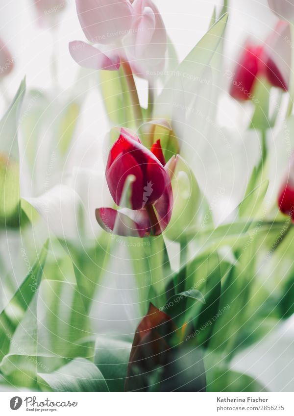 Spring Greetings Tulips red Nature Plant Summer Autumn Winter Flower Leaf Blossom Bouquet Blossoming Illuminate Beautiful Green Red White Spring fever