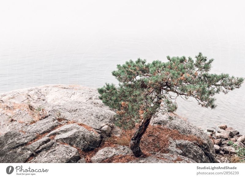 Pine tree on a rocky lakeshore Beautiful Relaxation Calm Summer Ocean Nature Landscape Fog Tree Rock Coast Lake Stone Green Pink Serene Colour water coniferous