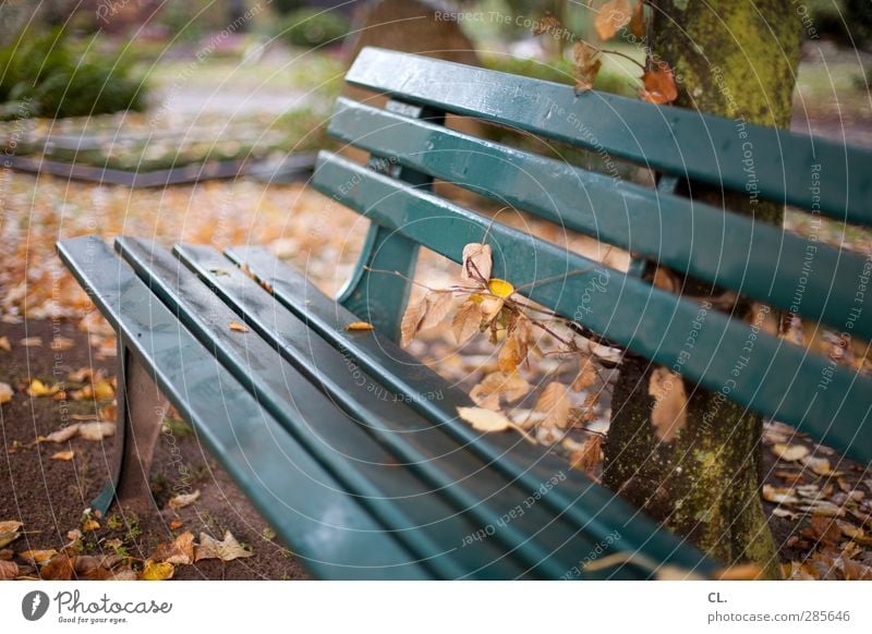 resting place Nature Landscape Autumn Tree Leaf Park Sit Wait Calm Loneliness Relaxation Idyll Break Stagnating Transience Bench Autumn leaves Autumnal
