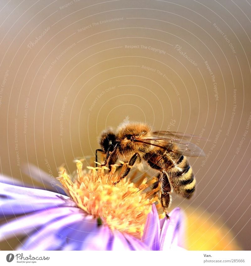 Of bees and flowers Nature Plant Animal Flower Blossom Garden Wild animal Bee Wing 1 Warmth Soft Yellow Colour photo Multicoloured Exterior shot Close-up