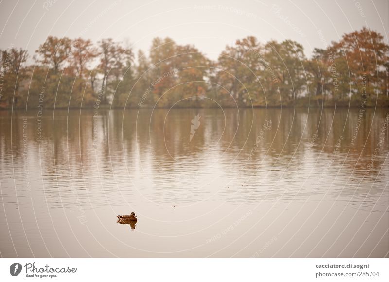 lonely duckling Trip Nature Landscape Water Autumn Fog Tree Lakeside Pond Animal Duck 1 Freeze Swimming & Bathing Soft Brown White Emotions Sadness Lovesickness