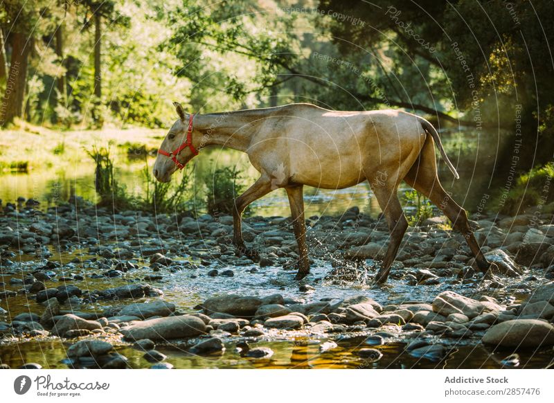 A horse crossing a river Animal Countries Crossing Field Foal Forest Green Horse Landscape riding River Stream Water Wild