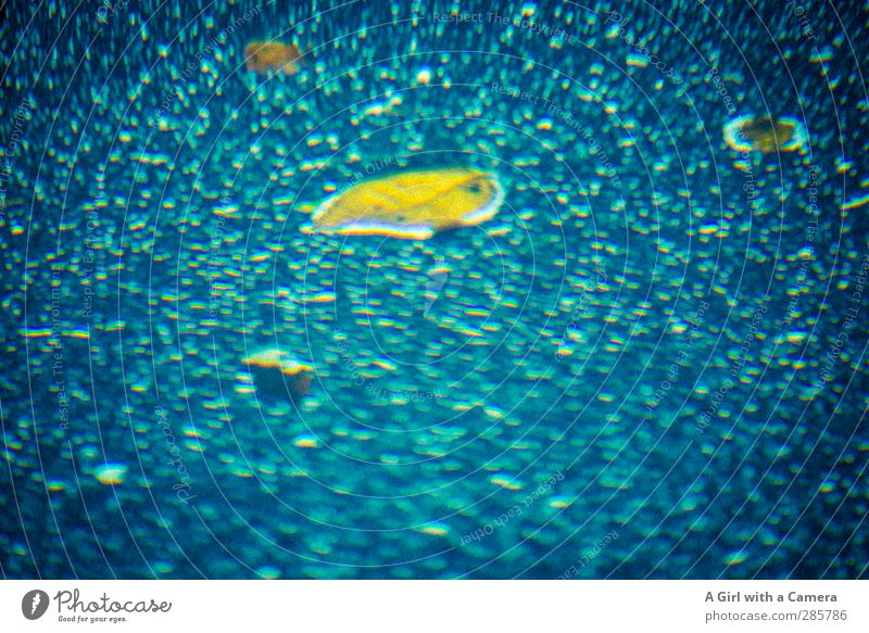 buzz Water Leaf Blue Multicoloured Yellow Bubble Worm's-eye view Experimental Blur