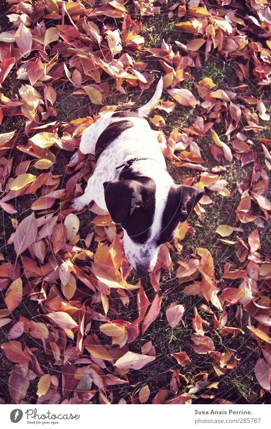 laub lina. Autumn Leaf Animal Pet Dog 1 Sit Meadow Red Spotted Colour photo Subdued colour Exterior shot Shallow depth of field Bird's-eye view
