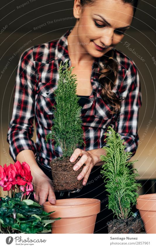 Woman's hands transplanting plant. Home Plant Sow Sowing replanting Gardening Pot Flowerpot Growth ferns Human being Lifestyle Seeds Manure bio Domestic eco