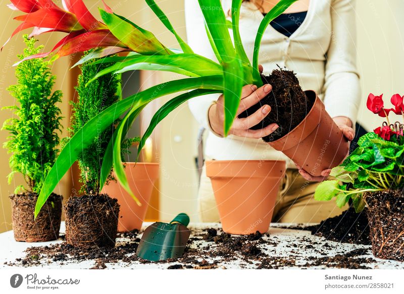 Woman's hands transplanting plant. Home Plant Sow Sowing replanting Gardening Pot Flowerpot Growth ferns Human being Lifestyle Seeds Manure bio Domestic eco