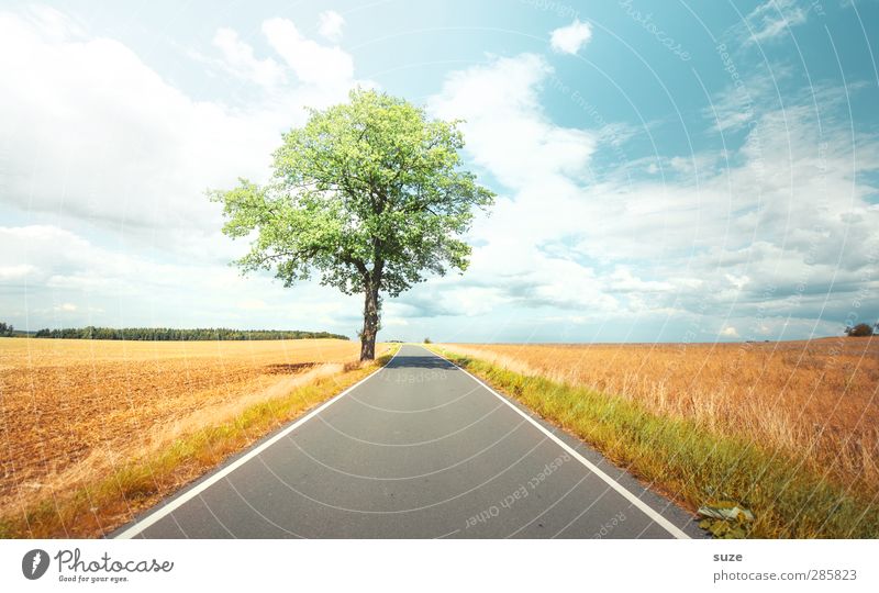 summertime Environment Nature Landscape Plant Sky Clouds Horizon Autumn Weather Beautiful weather Tree Meadow Field Transport Traffic infrastructure Street