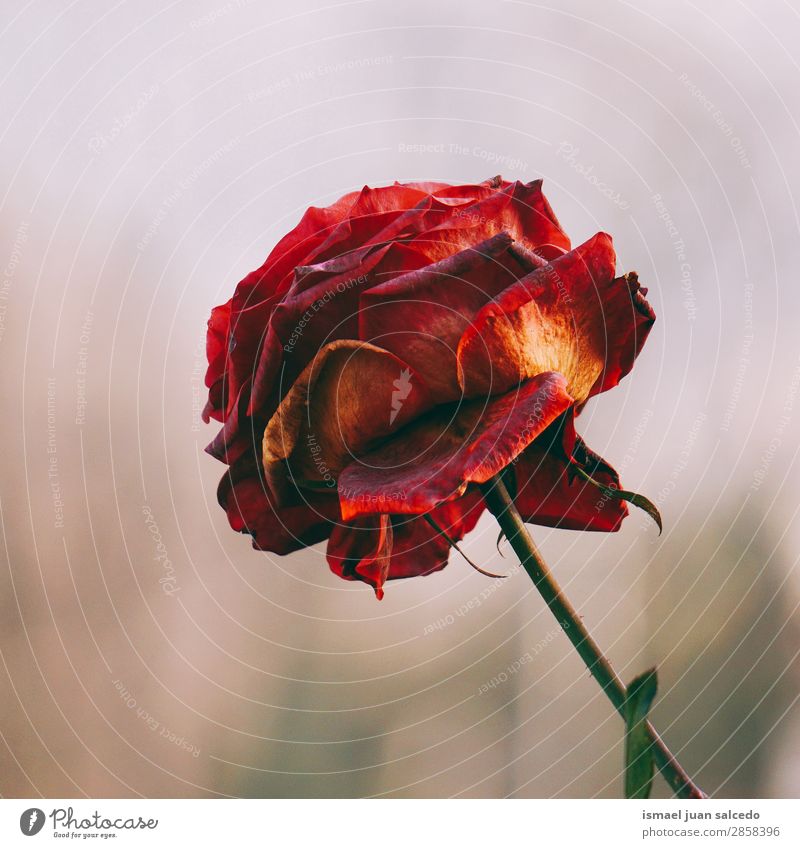 red rose flower plant Flower Red Rose Blossom leave Plant Garden Floral Nature Decoration Romance Beauty Photography Fragile Neutral Background Spring Summer