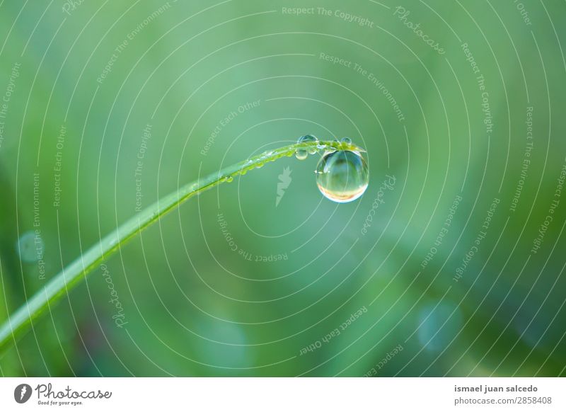 drops on the plant Grass Plant Leaf Green Drop Rain Glittering Bright Garden Floral Nature Abstract Consistency Fresh Exterior shot Neutral Background