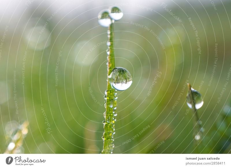 drops on the plant Grass Plant Leaf Green Drop Rain Glittering Bright Garden Floral Nature Abstract Consistency Fresh Exterior shot background
