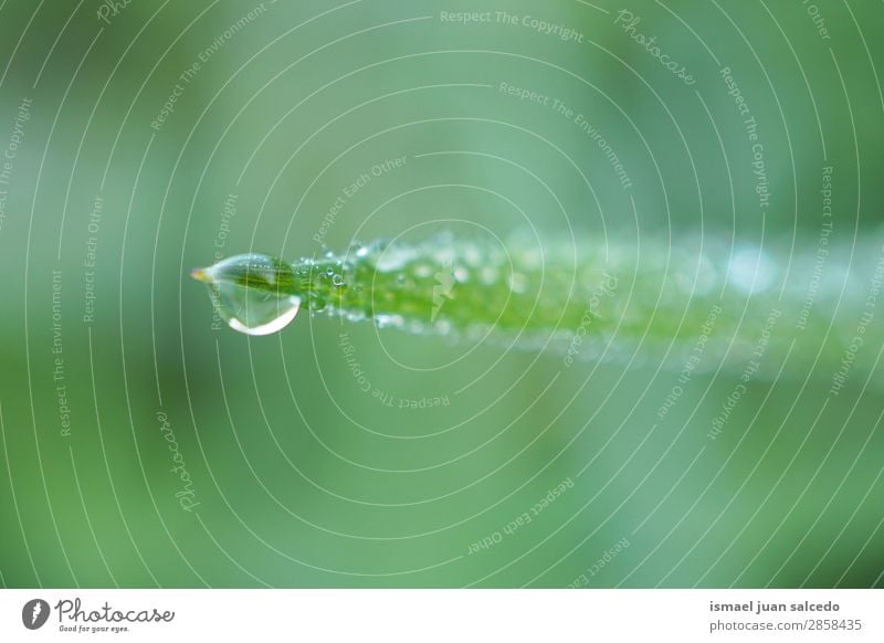 drops on the green leaves Grass Plant Leaf Green Drop Rainproof Glittering Bright Garden Floral Nature Abstract Consistency Fresh Exterior shot background