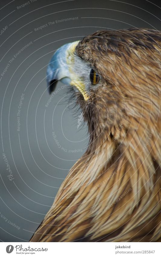 eagle eye Animal face Eagle Eagles eyes Brown Feather Beak Colour photo Exterior shot Deserted Copy Space left Copy Space top Isolated Image Neutral Background