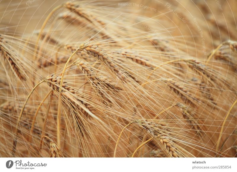 Harvest the grain Food Grain Organic produce Field Climate Environment Value Colour photo Detail Macro (Extreme close-up) Pattern Sunlight Blur