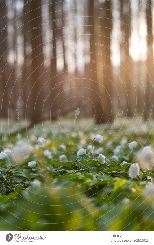 lily of the valley Gardening Environment Nature Landscape Sunrise Sunset Summer Blossom Foliage plant Wild plant Forest Spring fever Colour photo Exterior shot