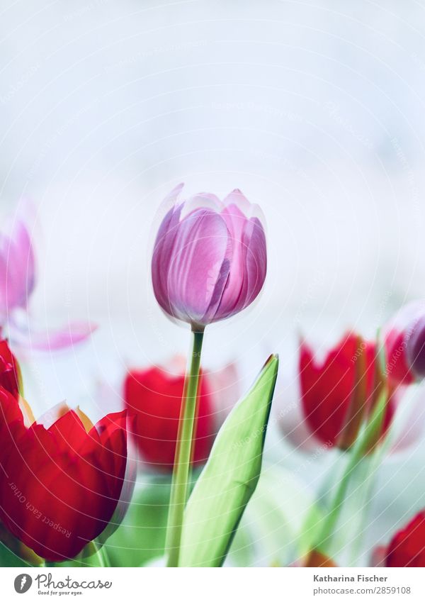 Tulip Tulips pink red Art Nature Plant Spring Summer Autumn Winter Flower Leaf Blossom Bouquet Blossoming Illuminate Esthetic Beautiful Green Violet Pink Red