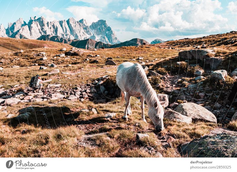 Horse with panoramic view in the Dolomites Tourism Structures and shapes Copy Space bottom Vacation & Travel Light Copy Space right Shadow Contrast