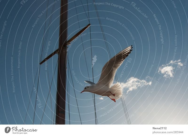 Flying away... Animal Bird 1 Blue White Seagull Gull birds Watercraft Sailboat Mast Harbour Clouds Bow tie Floating Freedom Colour photo Exterior shot Close-up