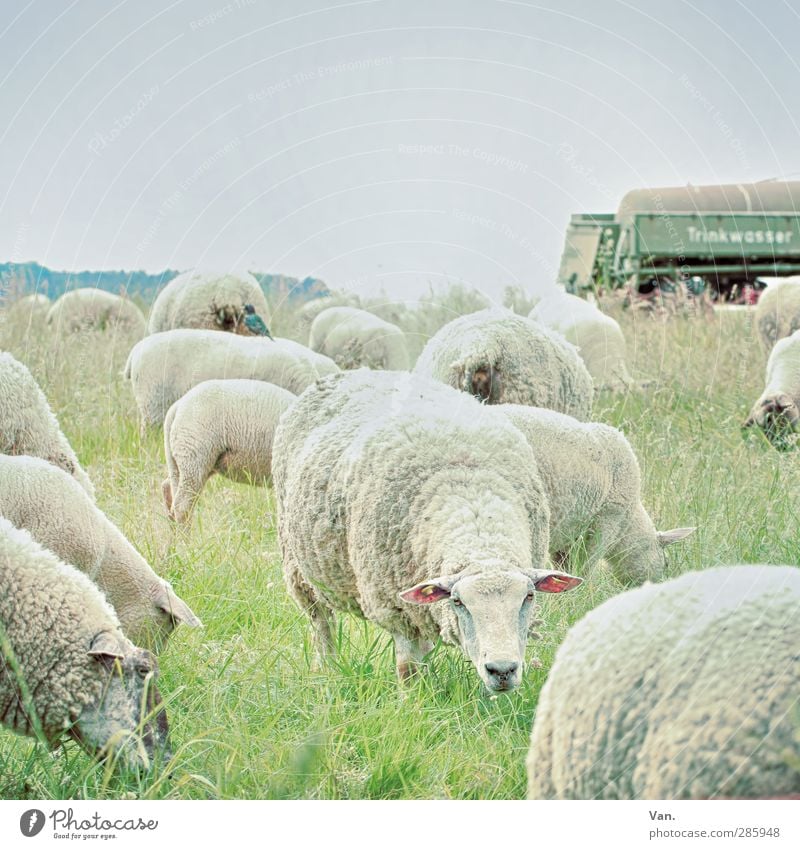 I can see you! Nature Cloudless sky Grass Trailer Animal Pet Farm animal Sheep Wool Herd To feed Cold Green Colour photo Subdued colour Exterior shot Deserted