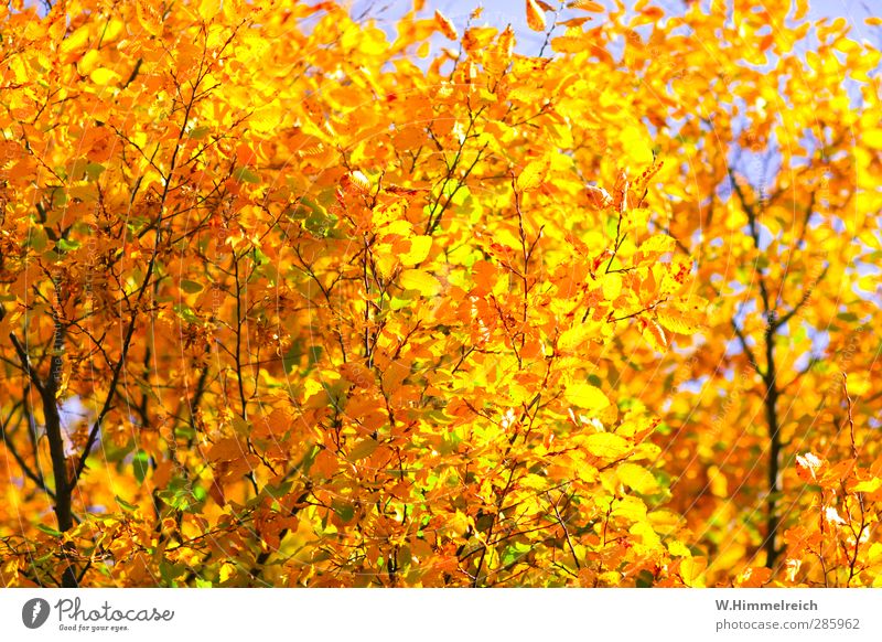 summer autumn mood Autumn Climate change Tree Leaf Forest Authentic Famousness Yellow Gold Green wolfenbÃ¼ttel Wolfenbüttel Colour photo Exterior shot Pattern