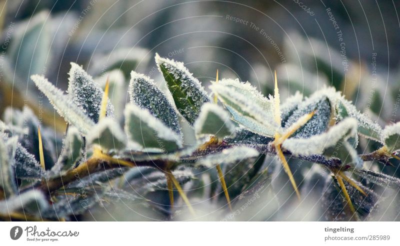 chill Nature Plant Climate Weather Ice Frost Bushes Leaf Freeze Thorny Yellow Green White Ice crystal Hoar frost Branch Cold Frozen peak Colour photo