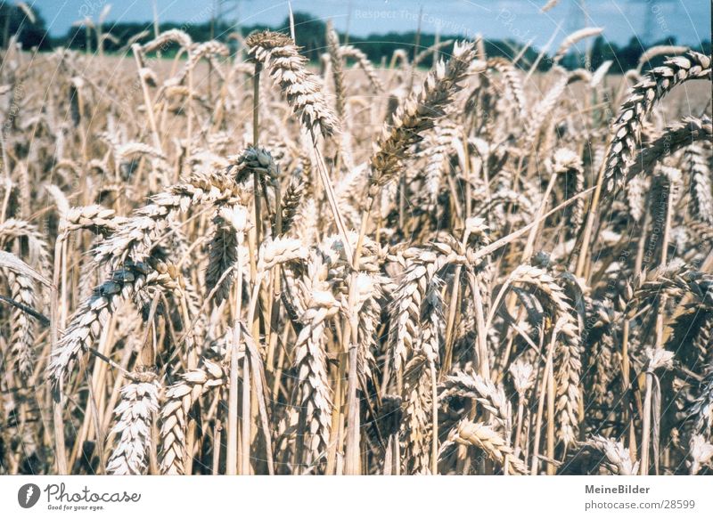 wheat field Honor Wheat Field Summer