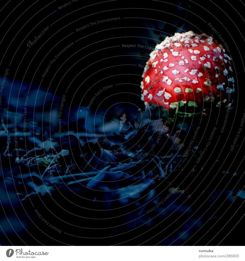 mushroom dish Healthy Eating Nature Forest Illuminate Threat Red Black White Dangerous Detective novel Amanita mushroom Mushroom Mushroom cap Mysterious Dark