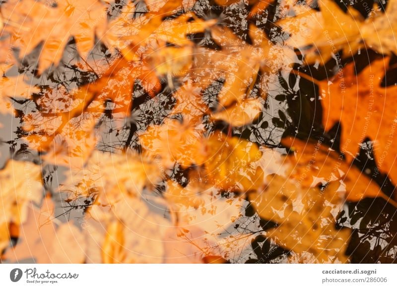 once we were at the top Water Autumn Leaf Pond To fall Swimming & Bathing Sadness Dark Far-off places Cold Wet Natural Orange Black Emotions Longing