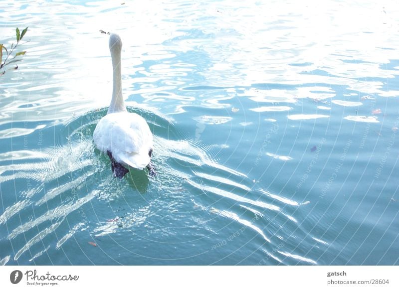 Swan from behind Lake Waves Water Blue Float in the water Swimming & Bathing