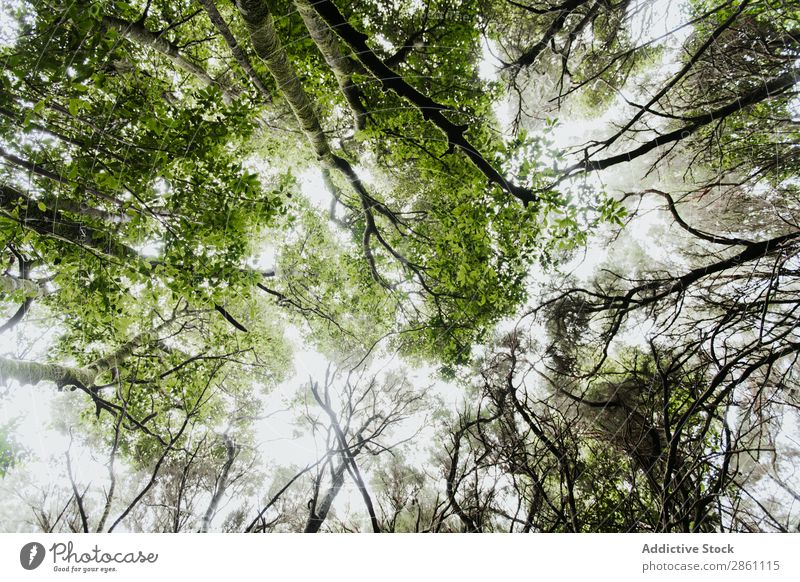 Green treetops in forest Treetop Forest Wood Sky Sun Height Nature Amazing Vantage point Plant Park Beautiful Sunlight Verdant Leaf Growth Branch Garden