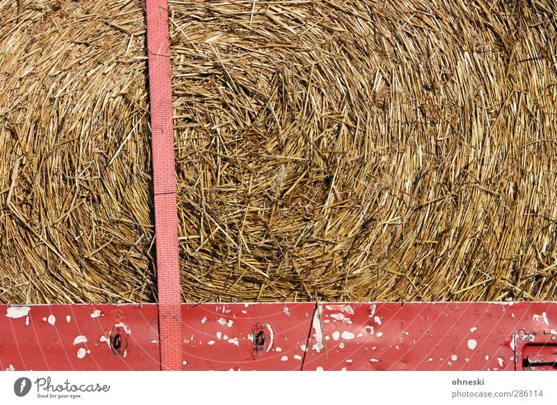 chow Economy Agriculture Forestry Straw Hay Grass Trailer Thorny Fastening Feed Colour photo Exterior shot Structures and shapes Deserted Copy Space left