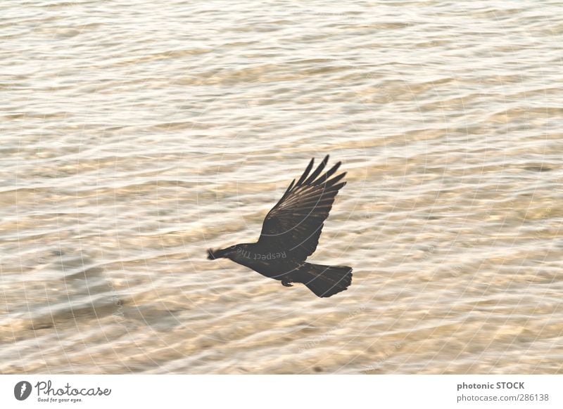 Bird. Shadows. Water Nature Waves Ocean Wild animal 1 Animal Flying Esthetic Far-off places Warmth Soft Brown Yellow Black Moody Power Warm-heartedness