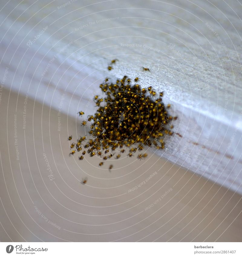 outstanding spider's nest Environment Nature Animal Building Facade Balcony Spider Flock Baby animal Wood Hang Small Many Wild Gold Bizarre Life Growth Change
