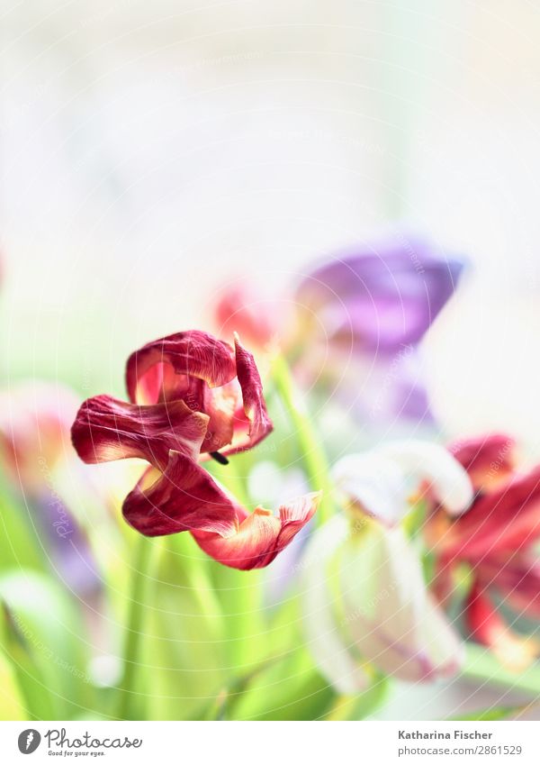 withered tulip red purple Art Work of art Nature Plant Spring Summer Autumn Winter Flower Tulip Bouquet Blossoming Illuminate Beautiful Yellow Gold Green Violet