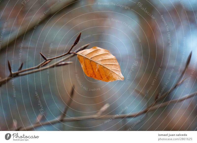 brown tree leaf texture Tree Branch Leaf Brown Nature Abstract Consistency Exterior shot background Beauty Photography Fragile Autumn Winter