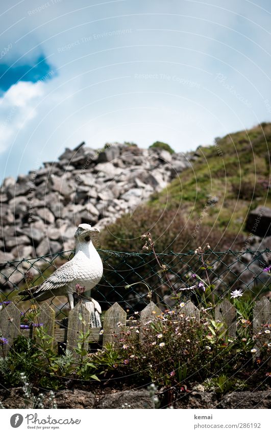 scarecrow Environment Nature Landscape Plant Sky Clouds Summer Beautiful weather Flower Bushes Garden Hill Rock Seagull Figure Fence Garden fence Looking Sit