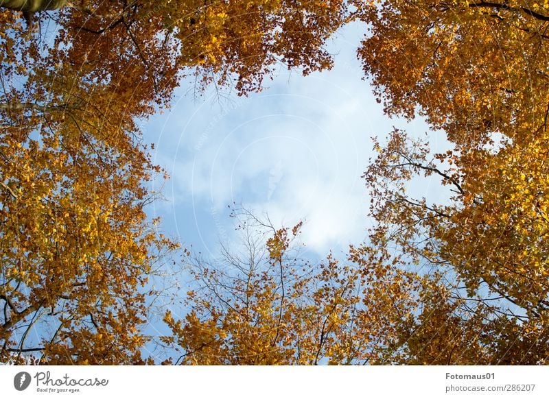 transparency Nature Sky Clouds Autumn Beautiful weather Tree Blue Brown Yellow Gold Orange White Colour photo Exterior shot Copy Space middle Day Sunlight