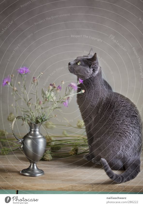 Still Life with Cat Plant Flower Animal Pet Purebred russian blue 1 Wood Metal Blossoming Sit Esthetic Vase Cornflower Autumnal Calm Motionless Colour photo