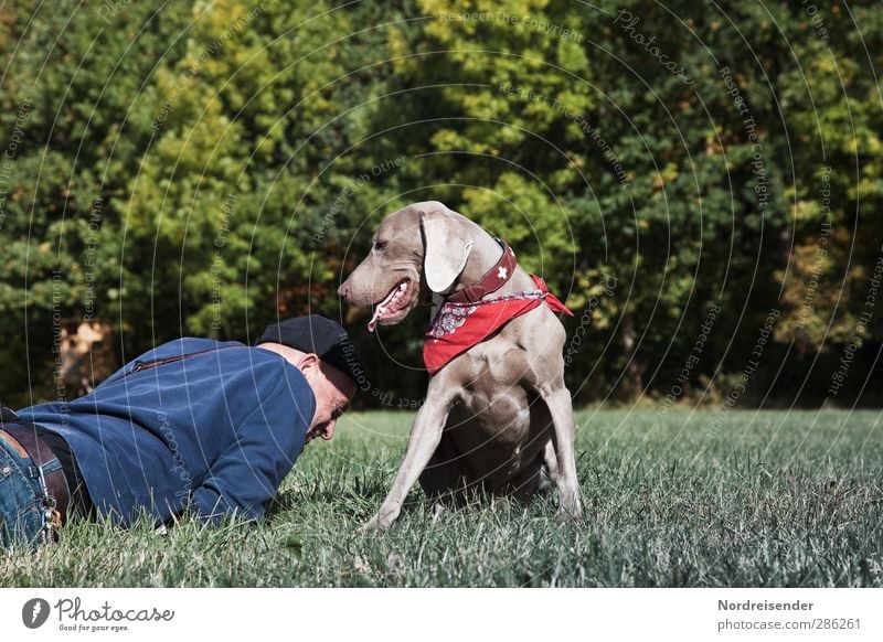 Man with a Weimaraner dog relaxing on a meadow Lifestyle Joy Well-being Relaxation Human being Adults 1 45 - 60 years Beautiful weather Meadow Forest Animal Dog
