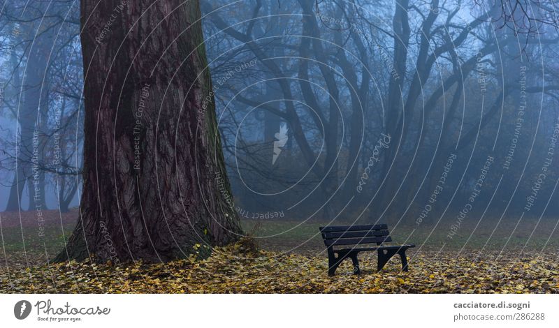 a good place for ghost hunting Landscape Autumn Fog Tree Park Park bench Exceptional Threat Dark Creepy Gloomy Blue Brown Humble Sadness Grief Death Loneliness