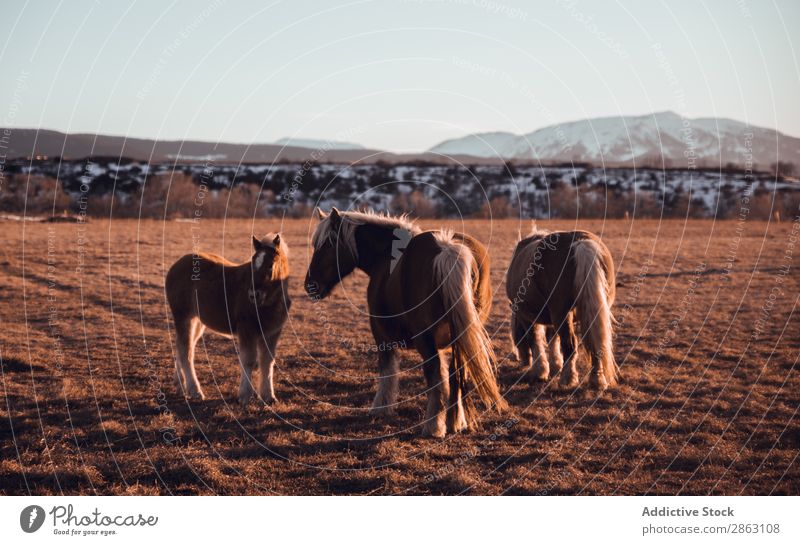 Wild horses pasturing on field near hills Horse Field Hill cerdanya France Meadow Mountain Sunset Beautiful Mane Animal Nature Mammal Beautiful weather equine