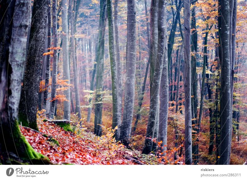 beech forest Environment Nature Autumn Forest Calm Idyll Moody Colour photo Exterior shot Isolated Image Morning