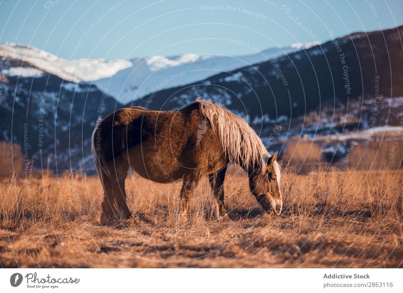 Wild horse pasturing on field near hills Horse Field Hill cerdanya France Meadow Mountain Sunset Beautiful Mane Animal Nature Mammal Beautiful weather equine