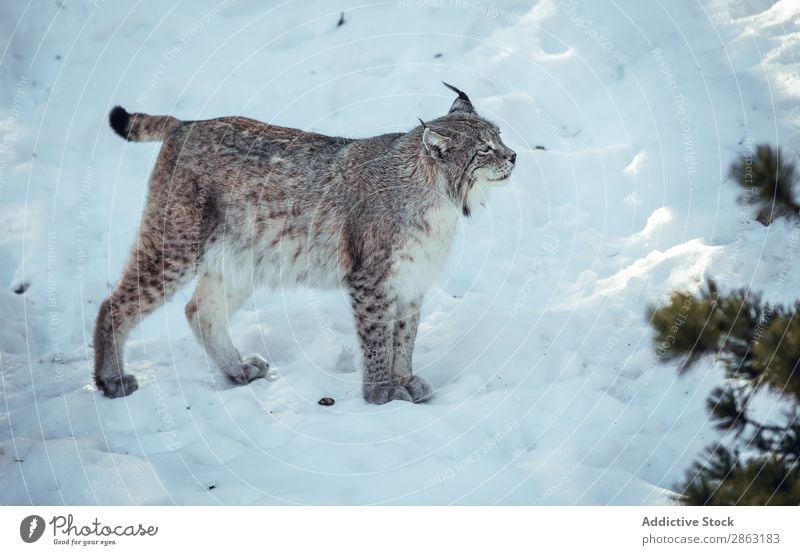 Lynx on hill near stones and snow Hill Snow Winter Stone les angles Pyrenees France Dangerous Wild Beautiful weather Rock Trip Frost Wood Running Mountain Park