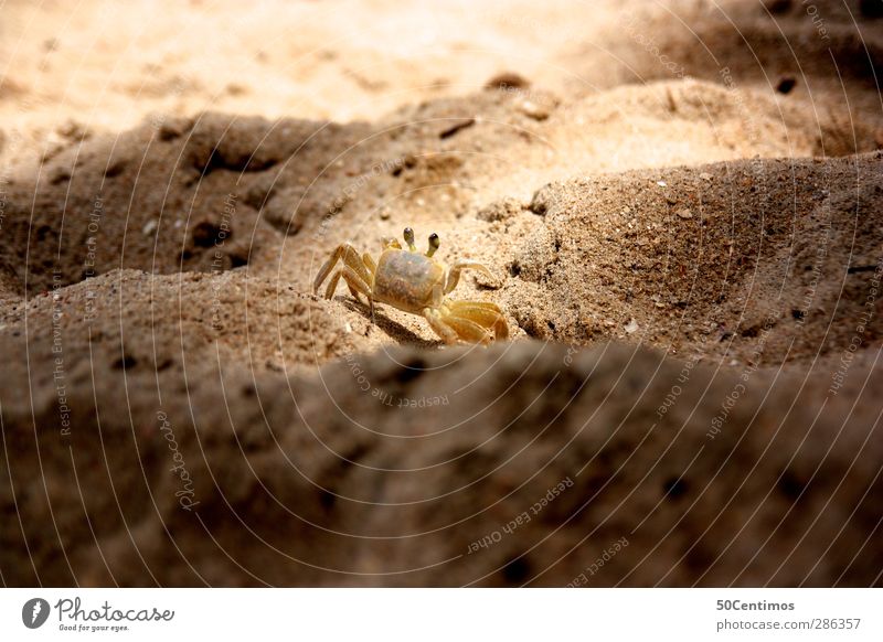 Cancer in the evening sun Exterior shot Colour photo Animal Shellfish Beach Sand Sun Day Shallow depth of field Deserted Brown