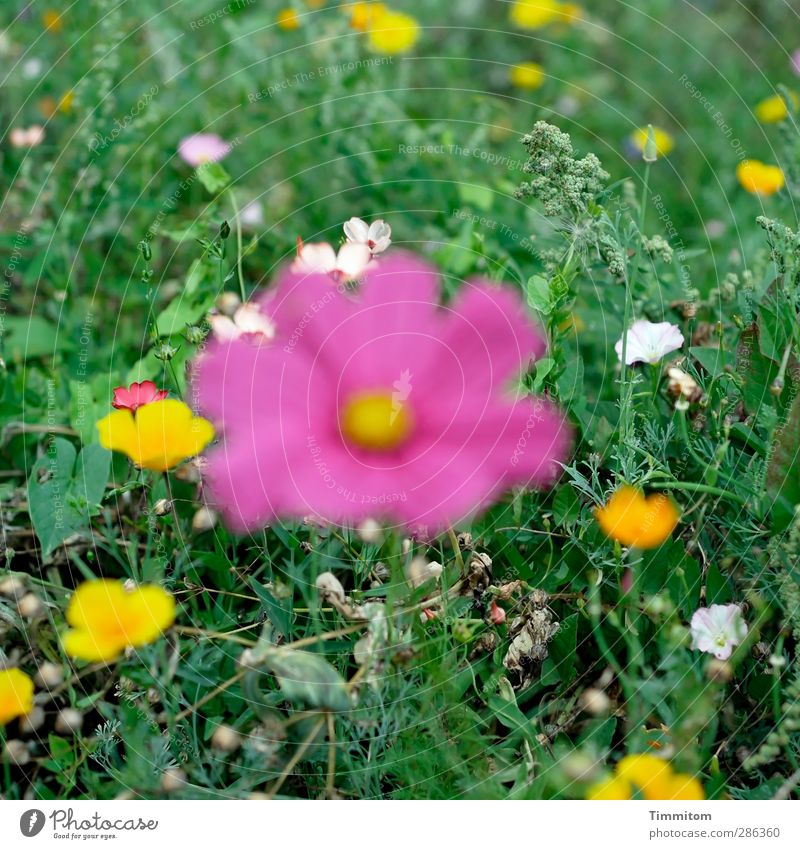 Torment! | I'm shy and focused. Environment Nature Plant Blossom Meadow Blossoming Stand Simple Green Pink White Emotions Irritation Blur Colour photo