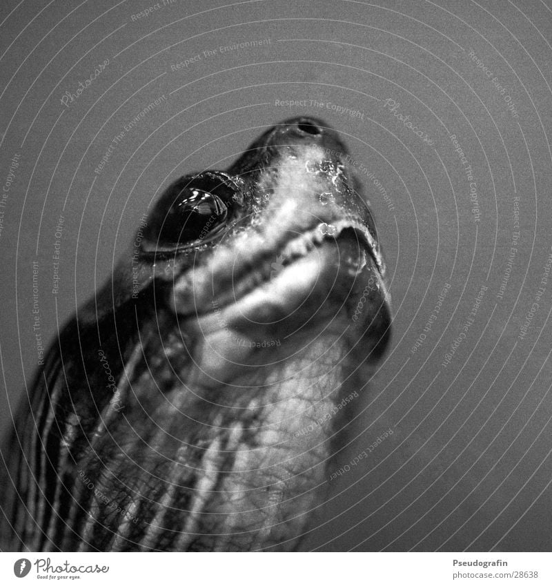 Turtle (Portrait) Animal Wild animal Animal face Zoo 1 Looking Black & white photo Macro (Extreme close-up) Deserted Reflection Animal portrait Half-profile